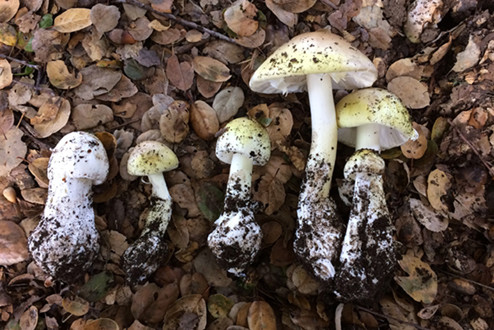 Edible and toxic mushrooms