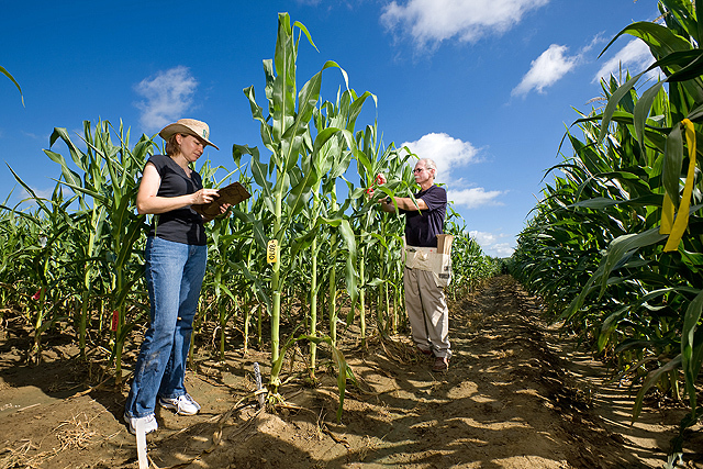 ARS scientists in corn field tagging plants 