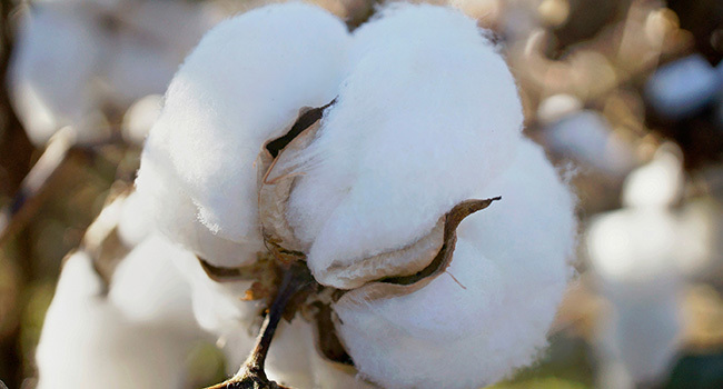 Cotton 