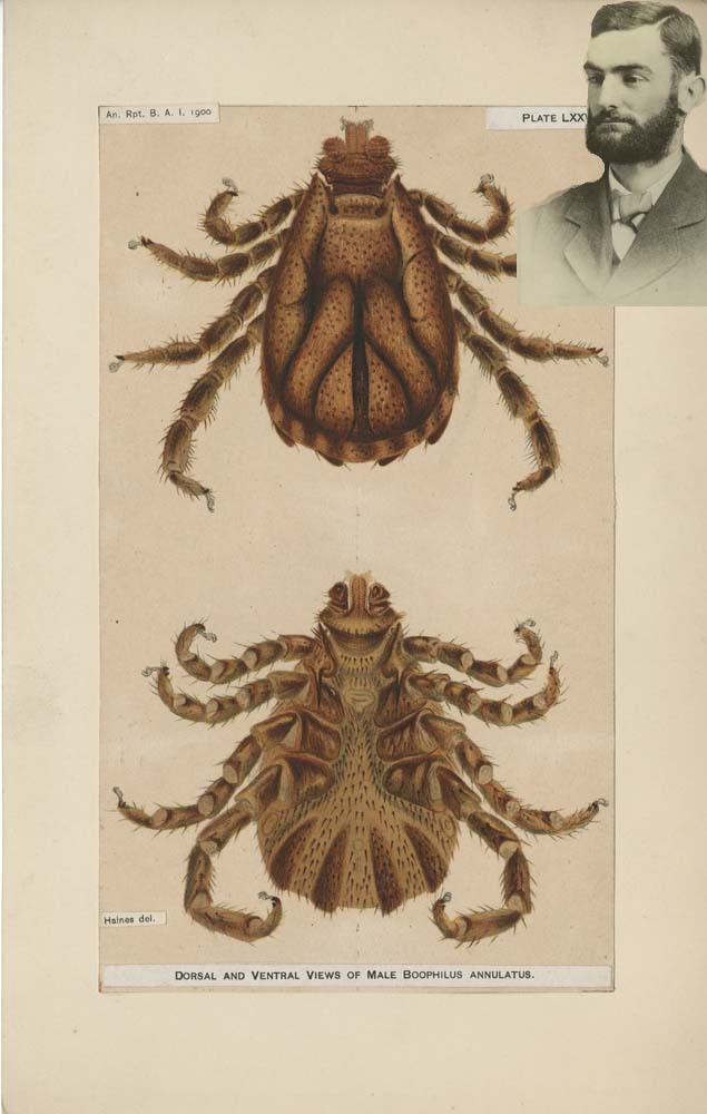 Portrait of Cooper Curtice on a watercolor of the male tick