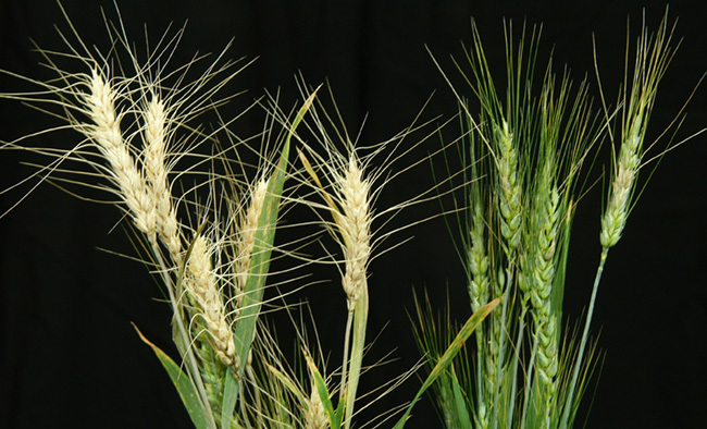 A healthy wheat line next to a wheat line infected with Fusarium head blight.