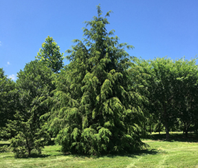 Traveler hemlock tree
