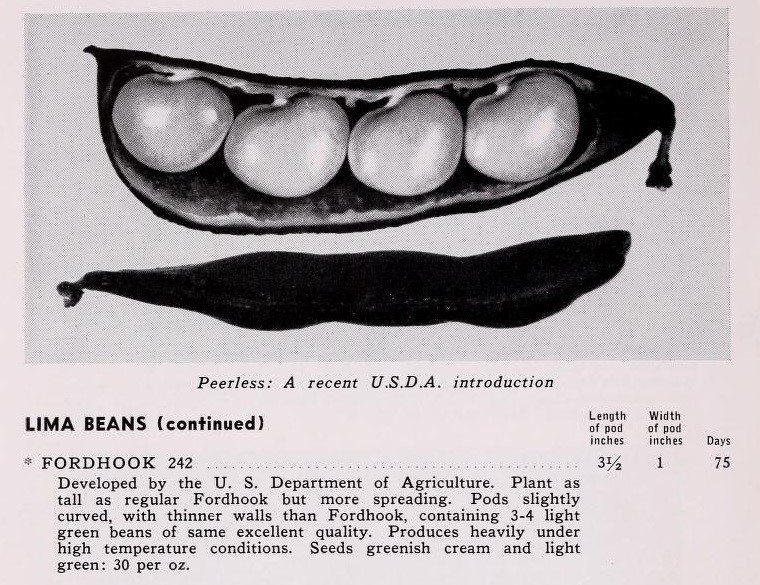 Two pods of the peerless lima bean.  One pod is opened, showing 4 lima beans.