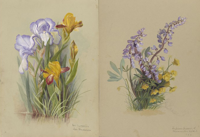 White and purple Iris germanica, yellow and red Iris pseudacorus, purple Lupinus perennis, and yellow Ranunculus acris