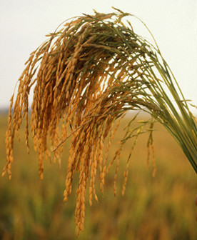 Long-grain rice