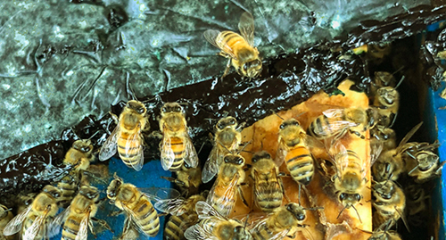 Honey bees feeding on blue-green microalgae.