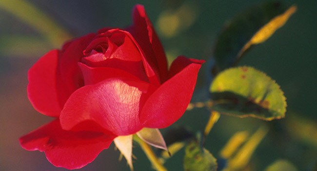 Close-up of a rose 