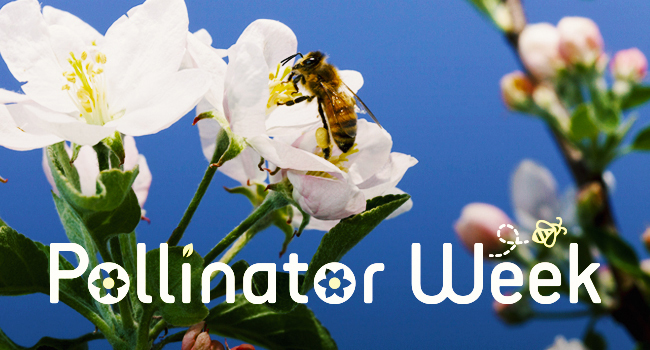 Pollinator Week Banner