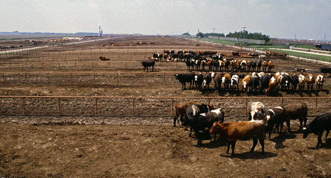 Cows standing in a feedlot