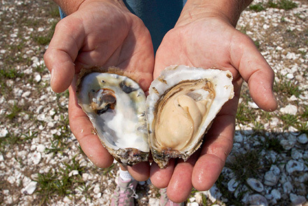 Two hands holding an open oyster shell. 