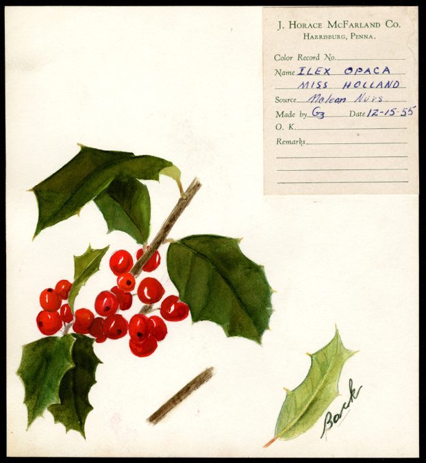 watercolor painting of holly berries and leaves