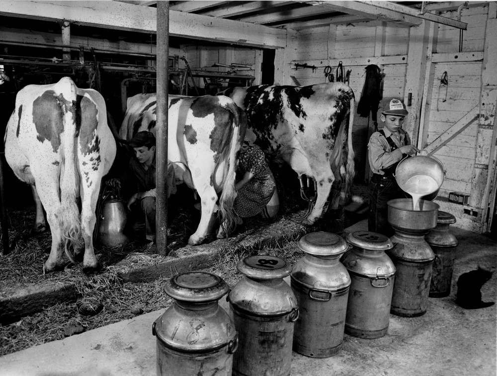 Three family members milking cows inside a barn; boy straining milk into 10-gallon can.