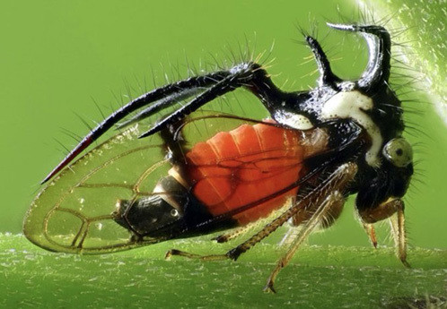 Adult Cyphonia treehopper