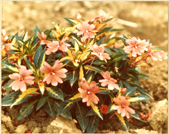 Blooming New Guinea Impatiens with pink flowers and variegated green leaves planted in field