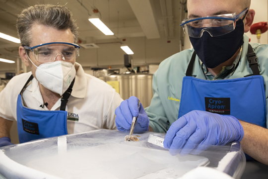 Scientists inspect an Asian giant hornet