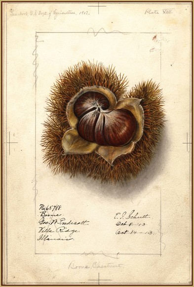 The boone chestnut painted by E.I. Schutt, 1913