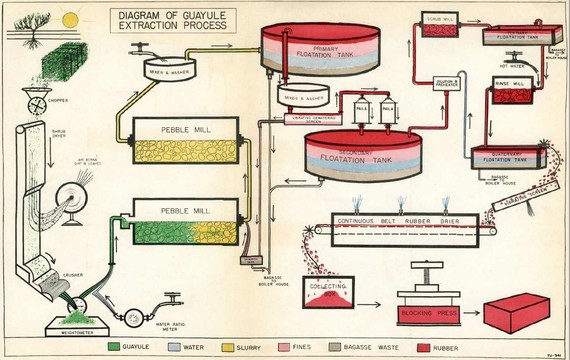 Diagram of guayule extraction process starting with the plant and and ending with a block of rubber