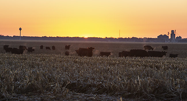 Sunrise over cattle