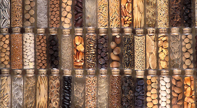 Seed Collection 