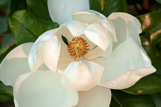 Magnolia flower