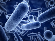 Bacteria closeup