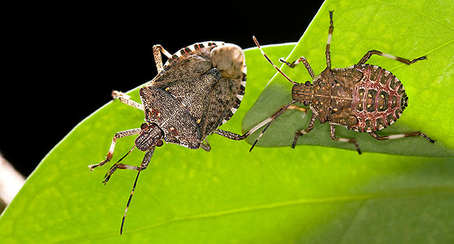 Stinkbugs on a leaf