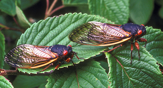 Two cicadas on a leaf