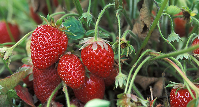 Strawberries