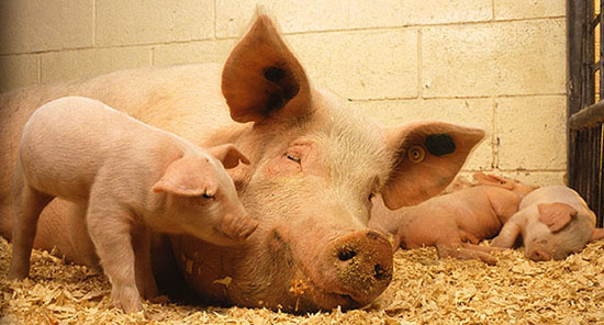 A sow and piglets