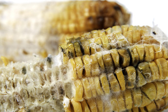 Corn with Aflatoxins