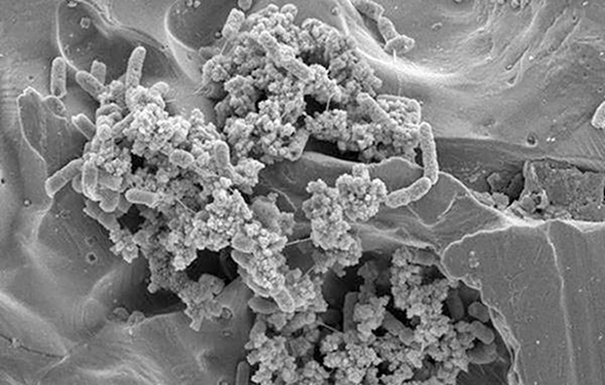 Salmonella on biofilm