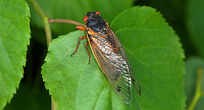 Cicada on a leaf