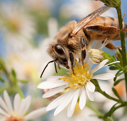 Honey bee on an aster flower. 