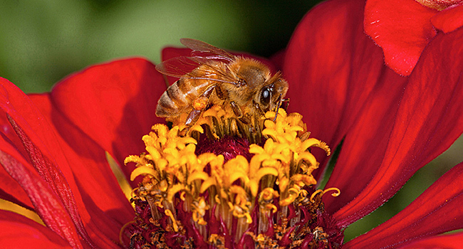 Honey bee on zinnia flower