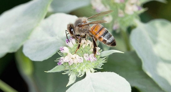 Honey bee on a mountain mint flower