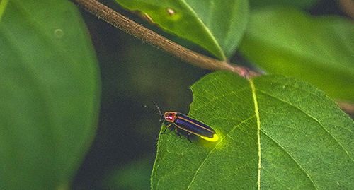 Firefly on a green leaf