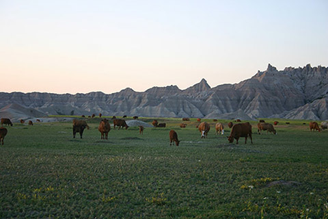 Cattle grazing on a black-tailed prairie dog colony 