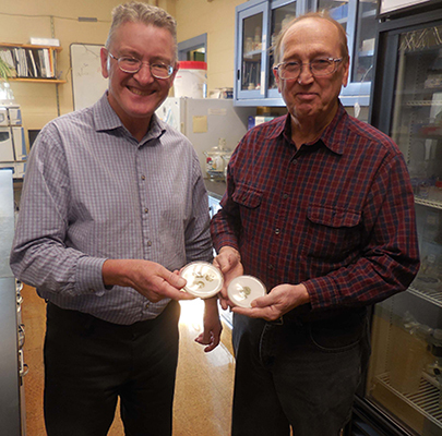 ARS scientists holding culture plates of Penicillium rubens NRRL 1951.