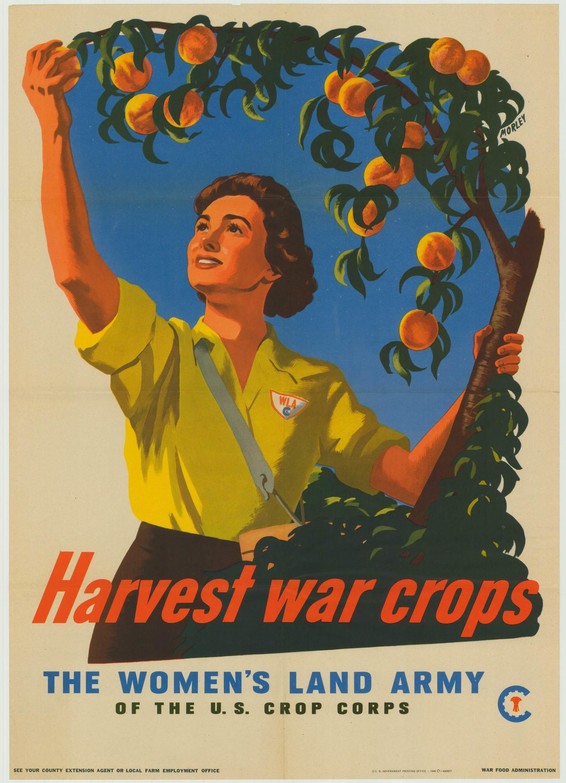 Women's Land Army___Harvest war crops poster