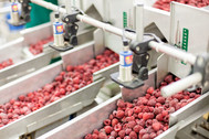 An image of fruit processing in a factory