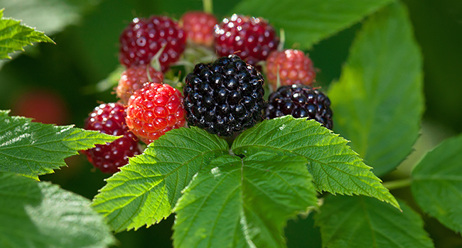 Black raspberries