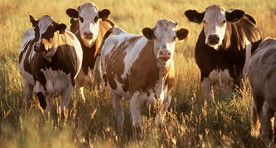 Cattle standing in a field.