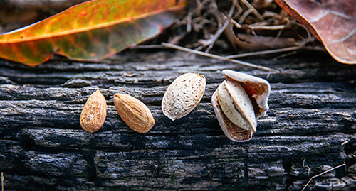 Yorizane, self-pollinating almonds 