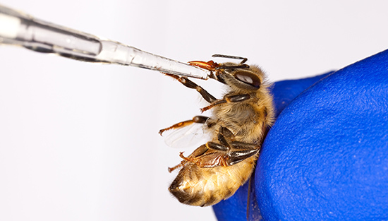 Handfeeding a honey bee.