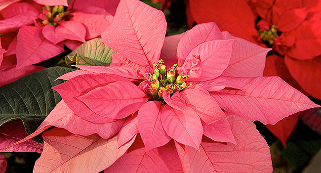 Colorful Poinsettias 