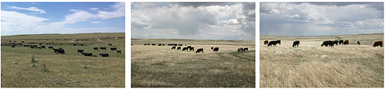 Three images show a progression from lower-biomass/higher-quality forage to higher-biomass/lower-quality forage.