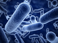 Close up bacteria image