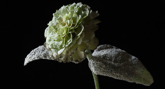 A severe case of powdery mildew on a zinnia