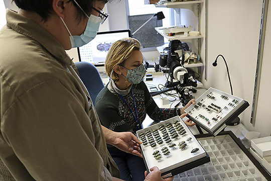 ARS research associate, Kojun Kanda and ARS research entomologist, Lourdes Chamorro inspect  beetle collection. 
