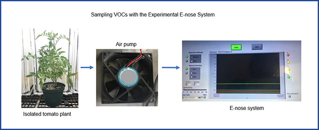 Graphic of E-nose system 